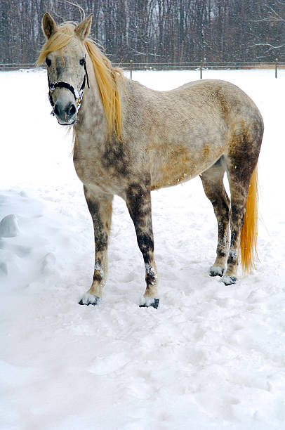 istock Horse in the Snow 139972901