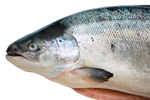 Norwegian Salmon on white background show food material concept