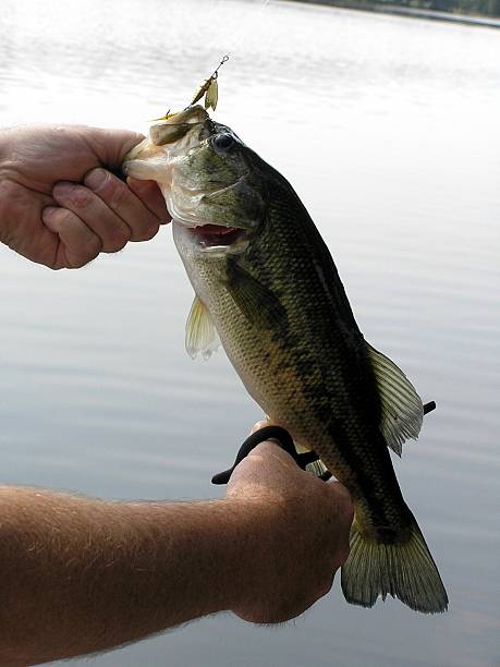 Fishing for Bass stock photo