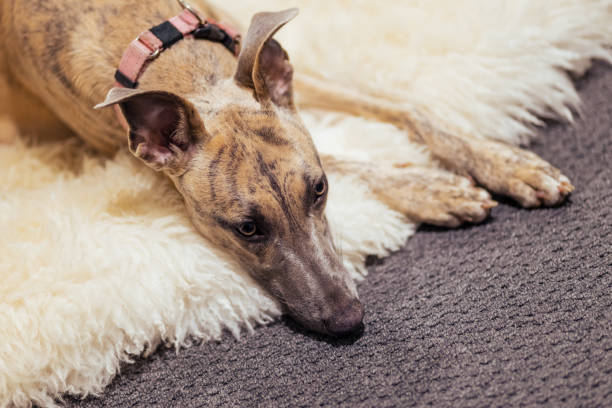 istock Pure breed whippet dog sadly laying on a floor 1399730886