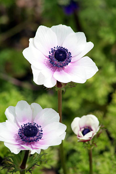 Bianco e viola anemoni - foto stock