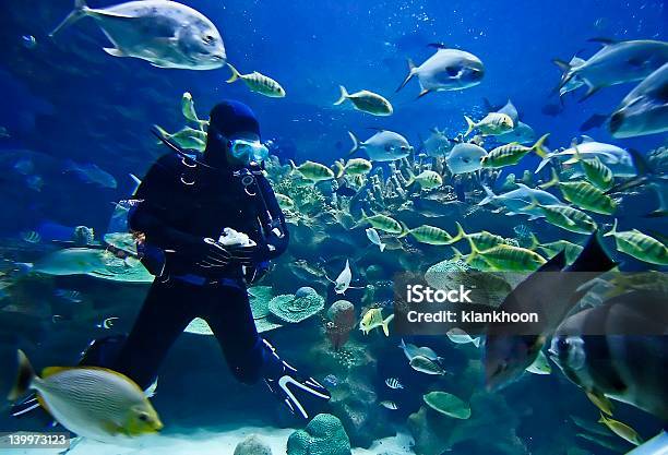 Diver Stock Photo - Download Image Now - Underwater Diving, Diving Into Water, Fish