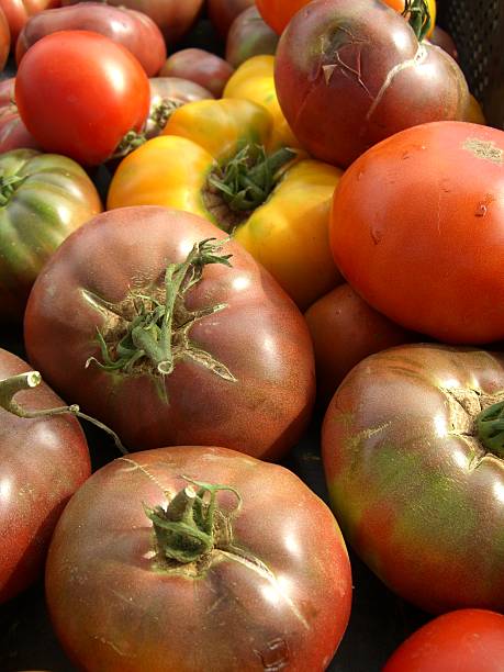 Heirloom Tomatoes stock photo