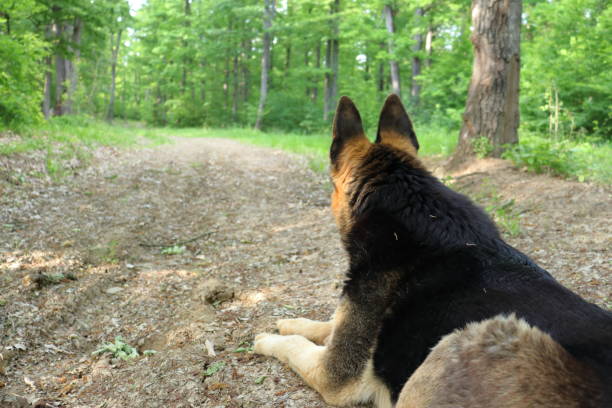 Mature canine free in the woods. Family pet resting during a nature walk in spring. Creative view from behind the animal.