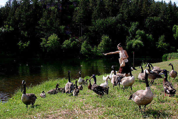 istock Girl feeding Geese and Ducks 139973214