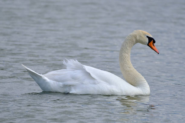 istock a wonderful swan on a pond 1399732194