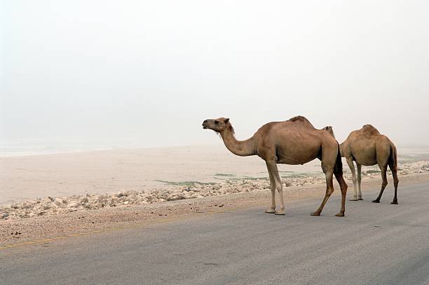 Camel Crossing stock photo