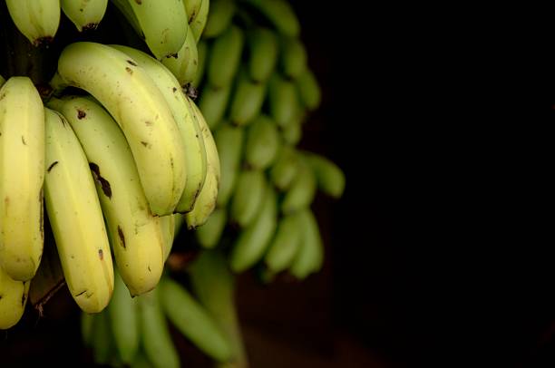 Omani Bananas stock photo