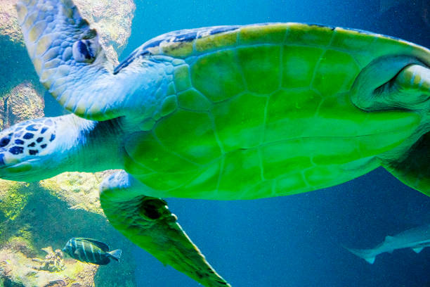 istock a turtle is swimming in a fish tank 1399732612