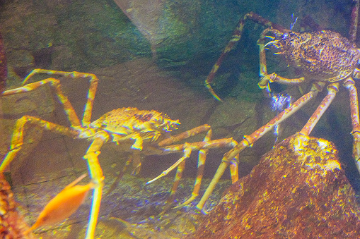 a sea spider in a big fish tank near the glass