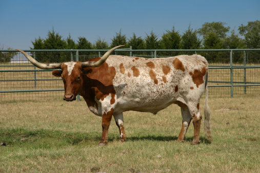 A big brown and white longhorn looking at the camera.