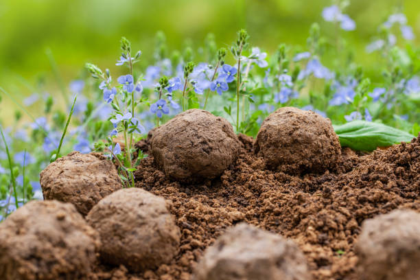 Guerrilla gardening. Seed bombs flower. Veronica Chamaedrys wild flower Plants sprouting from seed ball. Seed bombs on dry soil Guerrilla gardening. Seed bombs flower. Veronica Chamaedrys wild flower Plants sprouting from seed ball. Seed bombs on dry soil guerrilla warfare photos stock pictures, royalty-free photos & images