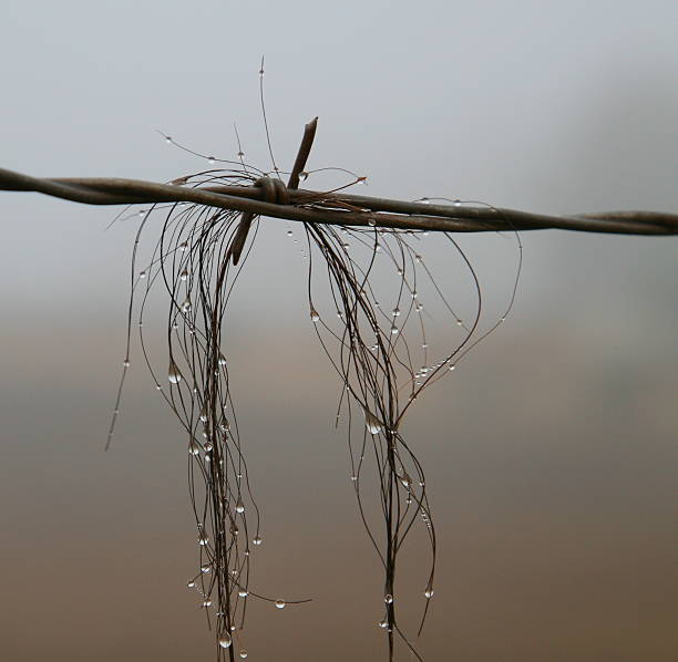Morning dew on horsehair