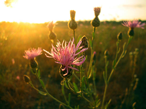 Canadá o Thistle - foto de acervo