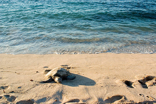 beached turtle lonely turtle on the beach ocean beach papua new guinea stock pictures, royalty-free photos & images