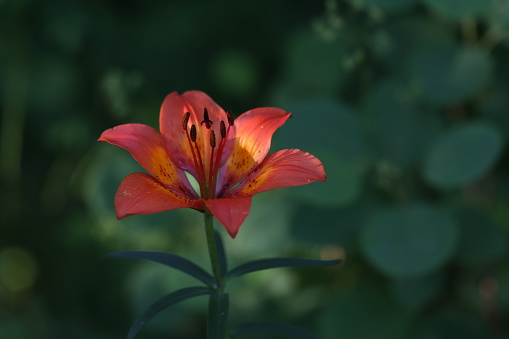 A wild Lily flower in the forest in Summer