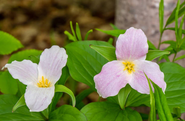 istock Pink And White Trillium Flowers 1399738316