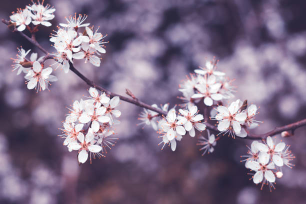 Spring cherry blossoms, white flowers. Fruit tree branch. Blooming sakura. Floral background, beautiful wallpaper
