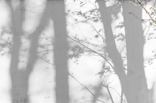 Sunlight and shadows on the wall from the branches of trees