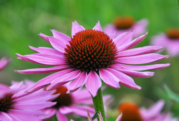 istock Bloom in nature echinacea purpurea 1399739388