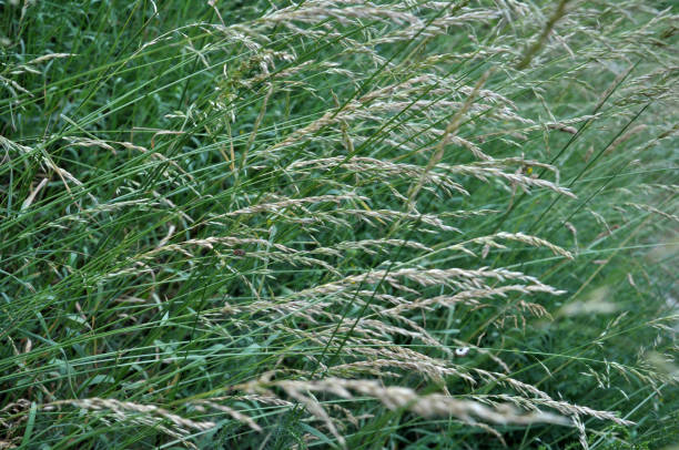 istock In nature, they are growing cereals herbs 1399739418