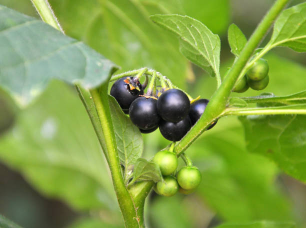 In nature grows nightshade (Solanum nigrum) In nature grows plant with poisonous berries nightshade (Solanum nigrum) solanum nigrum stock pictures, royalty-free photos & images
