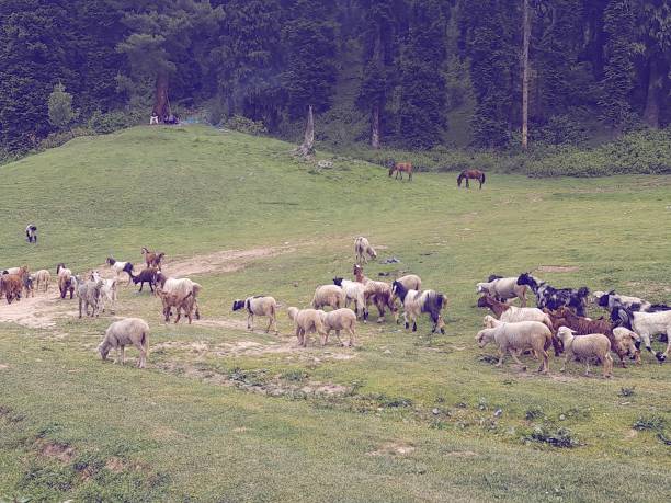 istock Gulmarg kashmir beautiful landscape 1399739454