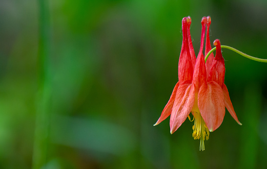 Close-up of a red columbine flower that is growing in the forest on a warm spring day in may with a blurred green background.