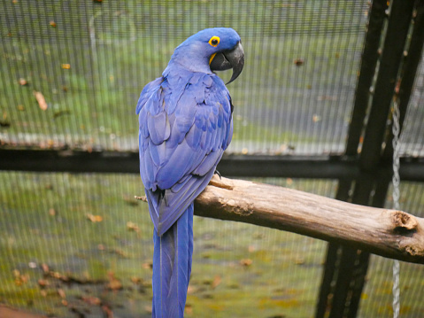 Close up of vivid blue Hyacinth Macaw, blue parrot portrait with blurred background