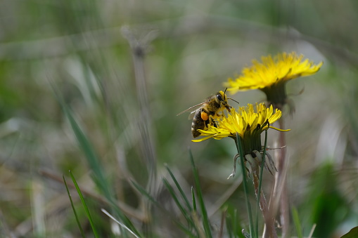 Close up of a bee on a yellow dandelion flower in nature gathering nectar and pollinating