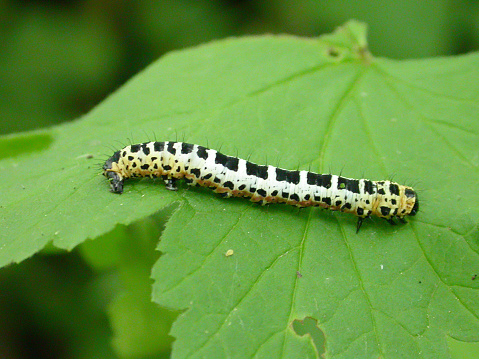 Abraxas grossulariata is a moth of the family Geometridae, native to the Palearctic realm and North America. Its distinctive speckled colouration has given it a common name of magpie moth. The caterpillar is similarly coloured to the adult, and may be found feeding on the leaves of shrubs such as gooseberry and blackcurrant. The species was first described by Carl Linnaeus in his 1758 10th edition of Systema Naturae.
Description:
The length of the forewing is 18–25 mm. The strikingly patterned forewings have a white ground colour, with six transverse series of black stains, partly associated with a pale yellow basal cross band and another through the central area of the forewing. The hindwings are paler, and have a few, small dark stains. 
Recorded foodplants:
Ribes rubrum, Ribes nigrum, Prunus spinosa, Crataegus, Corylus, Euonymus europaeus, Salix (Source Wikipedia).

This Picture is made during a long weekend in the South of Belgium in June 2006.