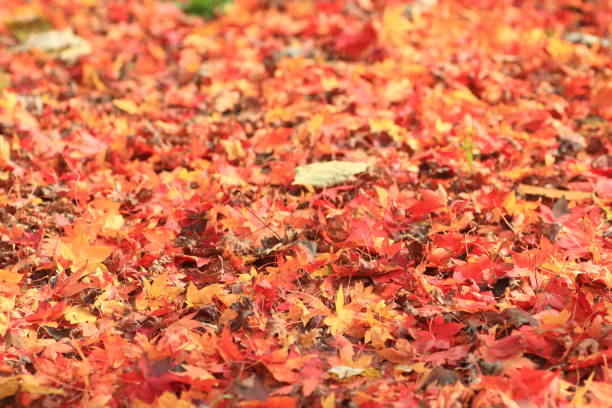istock background with autumn colorful leaves 1399741348