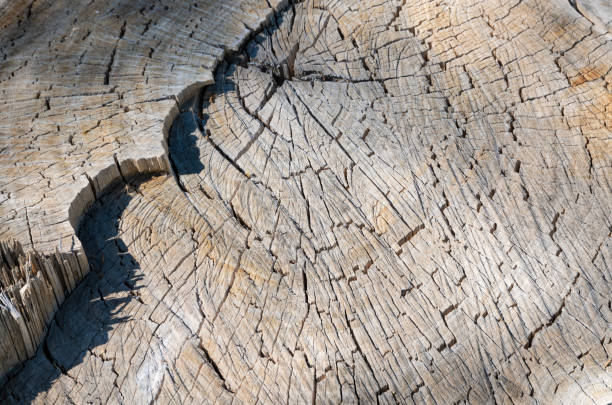 Old wood background. Natural wooden texture.