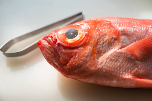 istock Red snapper or kinmedai fresh whole fish 1399741728