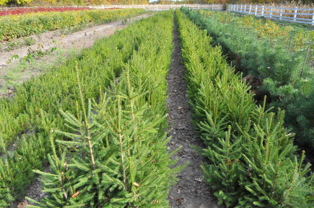istock A plot of forest for growing seedlings of trees 1399742118