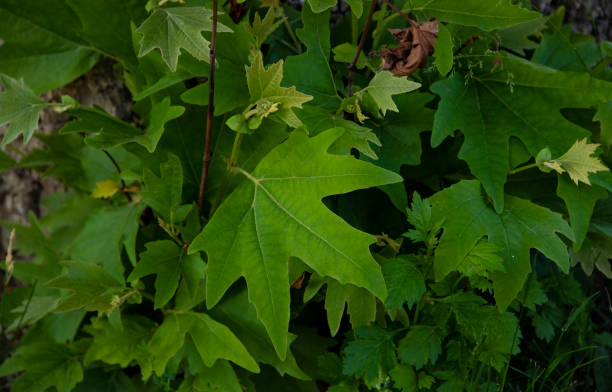 istock Leaves in the forest, green leaves background 1399742924