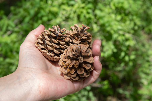 Pine cones in the hand