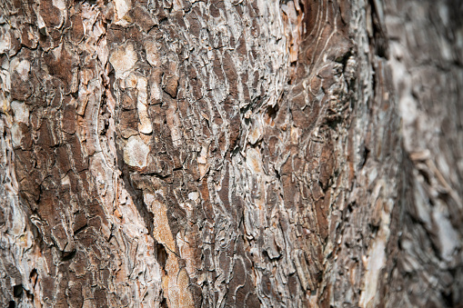 Macro bark tree texture, natural wooden background.