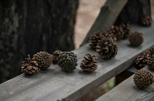 Close up of pine cones on the wood.
