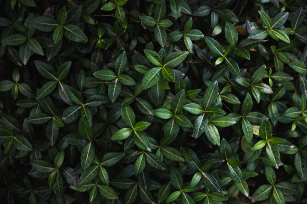 istock Leaves in the forest, green leaves background 1399743327