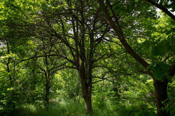 istock Beautiful trees in the forest. Summer forest . 1399743330