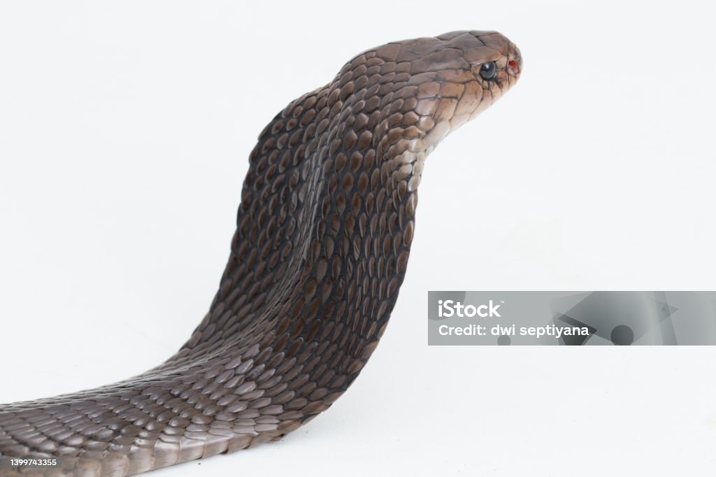 Java Cobra Animal Photo libre de droit de Le Cobra Cracheur De Java Naja Sputatrix Ou Le ...