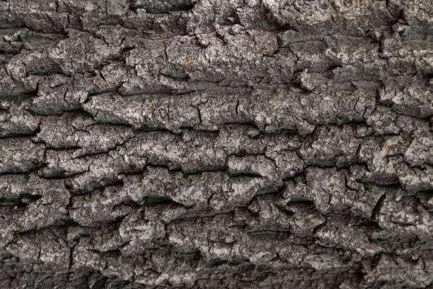 istock Macro bark tree texture, natural wooden background. 1399743363