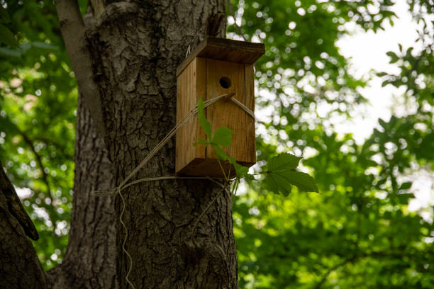 A birdhouse is perched on a tree branch. The birdhouse is green and has a white trim. The tree is full of leaves, and the leaves are changing colors. The scene is peaceful and serene