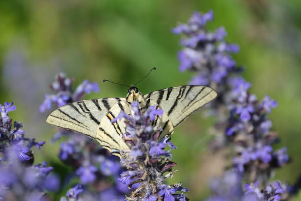 rare papillon à queue d’hirondelle en gros plan sur une fleur sauvage bleue - scarce swallowtail photos et images de collection