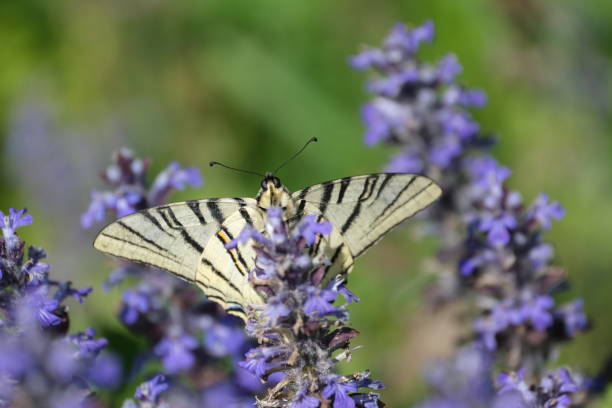 скудная бабочка ласточкин хвост крупным планом на синем полевом цветке - scarce swallowtail стоковые фото и изображения