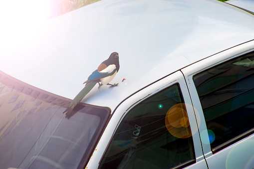 a magpie sits on the roof of a car and holds a piece of meat in its beak. selective focus