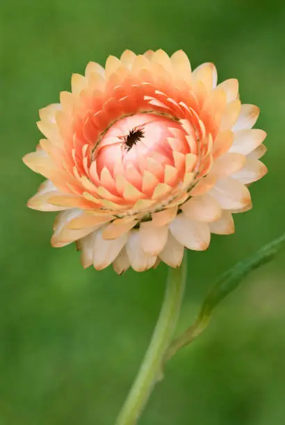 Helichrysum bracteatum - Strawflower, also known as a Paper Daisy or Everlasting Daisy
