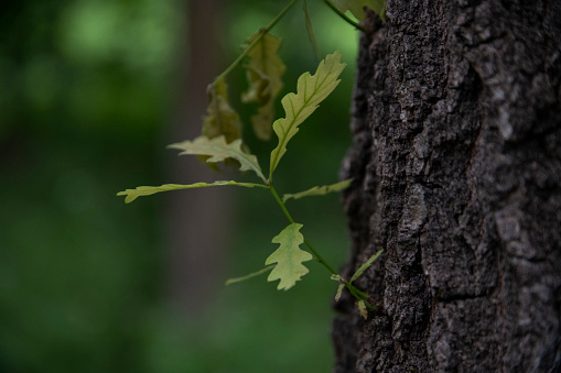 Green birch tree. Bark of a tree on green grass bokeh texture