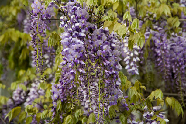 istock Lavender flowers in the garden 1399745022